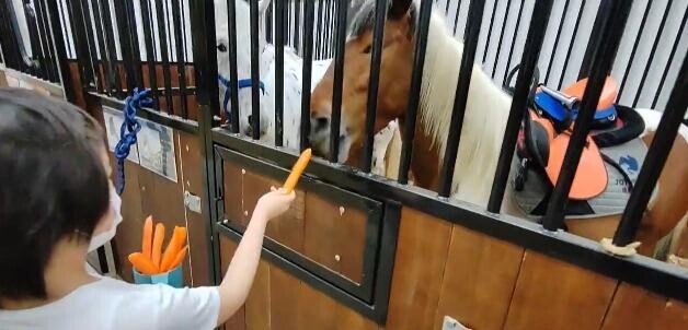 在馬術訓練場後面，就有小馬的馬廊，可以購買蘿蔔，餵牠們吃。 （Elsa & Oceana @youtube )